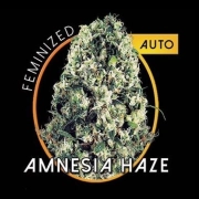 Amnesia Haze Auto Autoflowering cannabis flower bud by Vision Seeds