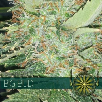 Big Bud Feminized cannabis flower bud by Vision Seeds