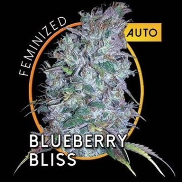 Blueberry Bliss Auto Autoflowering cannabis flower bud by Vision Seeds
