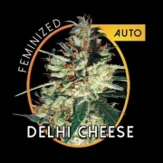 Delhi Cheese Auto Autoflowering cannabis flower bud by Vision Seeds
