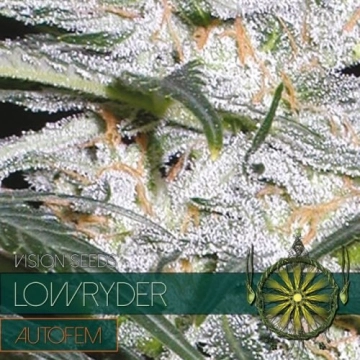 Lowryder Autoflowering cannabis flower bud by Vision Seeds