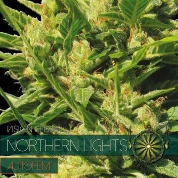 Northern Lights Autoflowering cannabis flower bud by Vision Seeds