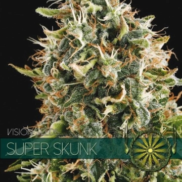 Super Skunk Feminized cannabis flower bud by Vision Seeds
