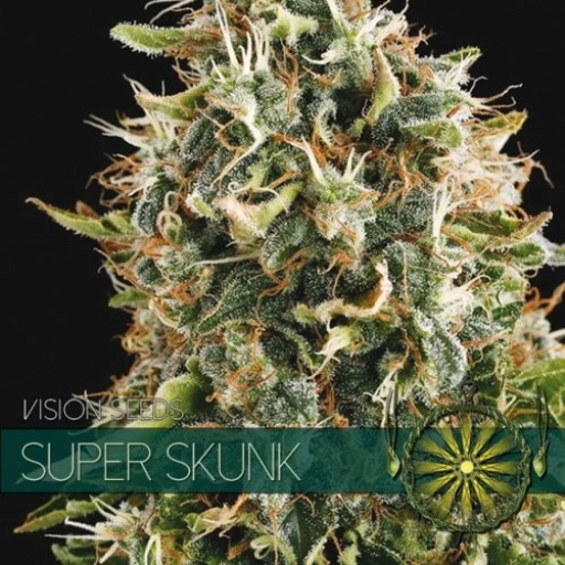 Super Skunk – Vision Seeds – Feminized – Product view 2