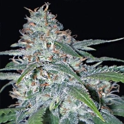 Vision  Amnesia Feminized cannabis flower bud by Vision Seeds