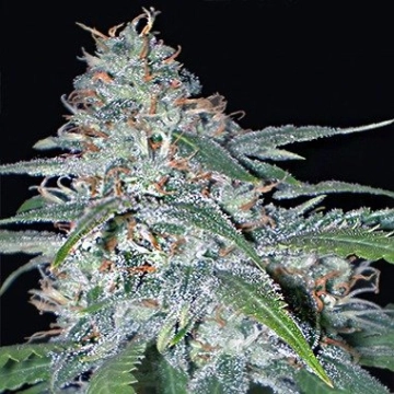 Vision  Amnesia Feminized cannabis flower bud by Vision Seeds