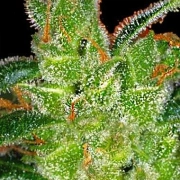 Vision  Gouda's Grass Feminized cannabis flower bud by Vision Seeds