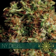 NY Diesel Feminized cannabis flower bud by Vision Seeds