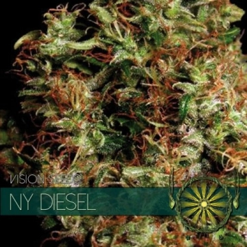 NY Diesel Feminized cannabis flower bud by Vision Seeds