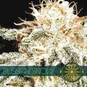 Russian Snow Feminized cannabis flower bud by Vision Seeds