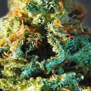 Vision  Silver Haze Feminized cannabis flower bud by Vision Seeds