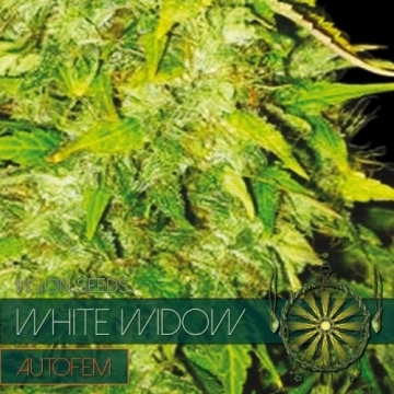 White Widow Autoflowering cannabis flower bud by Vision Seeds
