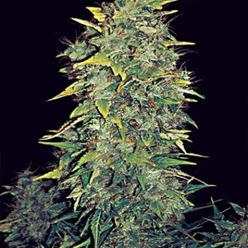 White Widow Auto Autoflowering cannabis flower bud by Vision Seeds