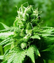 Brazil Amazonia Regular cannabis flower bud by World of Seeds