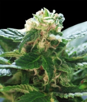 Colombian Gold Regular cannabis flower bud by World of Seeds