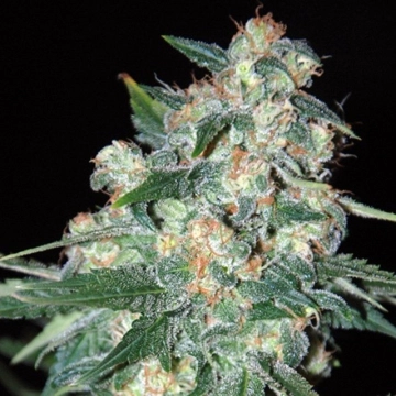 Ketama Regular cannabis flower bud by World of Seeds