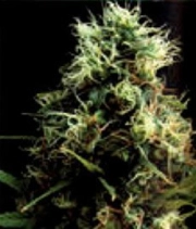 Kilimanjaro Regular cannabis flower bud by World of Seeds