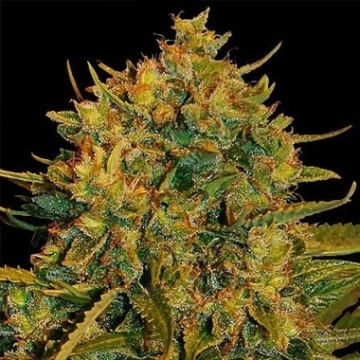 Northern Lights X Big Bud Auto Autoflowering cannabis flower bud by World of Seeds