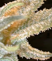 Pakistan Valley Regular cannabis flower bud by World of Seeds
