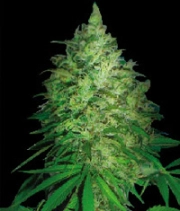 South Africa Kwazulu Regular cannabis flower bud by World of Seeds