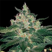 Afghan Kush Feminized cannabis flower bud by World of Seeds