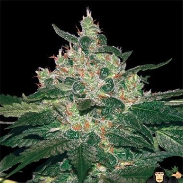 Afghan Kush Feminized cannabis flower bud by World of Seeds