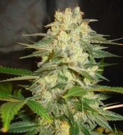 Afghan Kush Ryder Autoflowering cannabis flower bud by World of Seeds