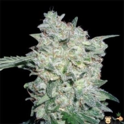 Afghan Kush Special Feminized cannabis flower bud by World of Seeds