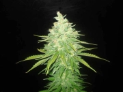 Afghan Kush x Black Domina Feminized cannabis flower bud by World of Seeds