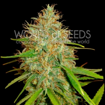 Afghan Kush x Skunk Feminized cannabis flower bud by World of Seeds