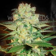 Afghan Kush x White Widow Feminized cannabis flower bud by World of Seeds