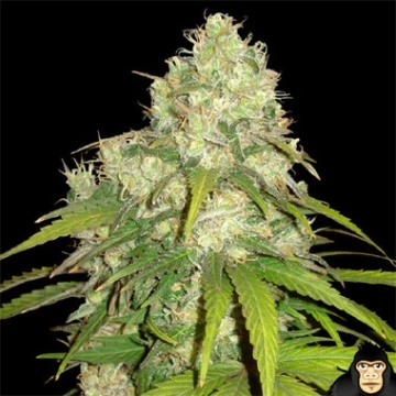Afghan Kush x Yumbolt Feminized cannabis flower bud by World of Seeds