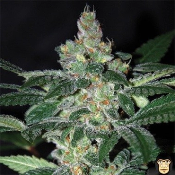 Amnesia Feminized cannabis flower bud by World of Seeds