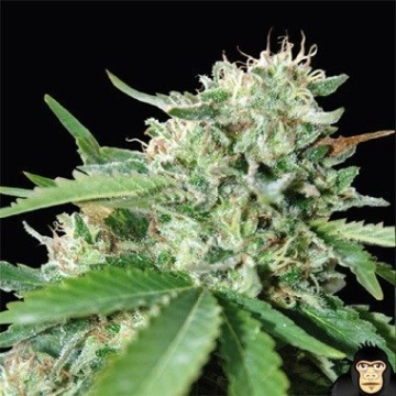 Brazil Amazonia Feminized cannabis flower bud by World of Seeds