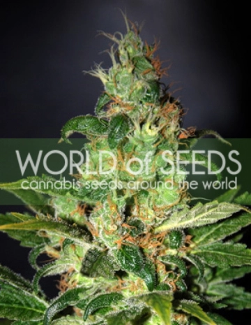 Chronic Haze Feminized cannabis flower bud by World of Seeds