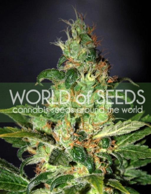 Chronic Haze – World of Seeds – Feminized