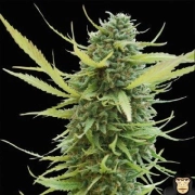 World of  Columbian Gold Feminized cannabis flower bud by World of Seeds