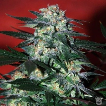 Delirium Feminized cannabis flower bud by World of Seeds