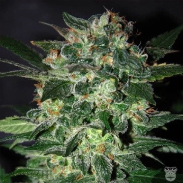 Domina Star Feminized cannabis flower bud by World of Seeds