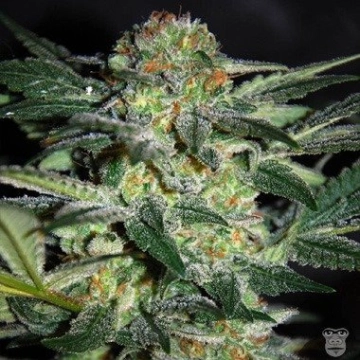 High Tension Feminized cannabis flower bud by World of Seeds