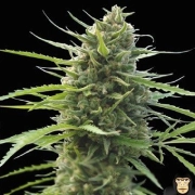 Kilimanjaro Feminized cannabis flower bud by World of Seeds