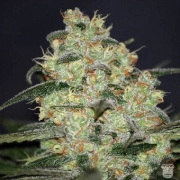 Madness Feminized cannabis flower bud by World of Seeds