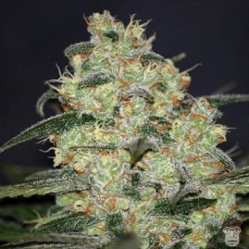 Madness Feminized cannabis flower bud by World of Seeds