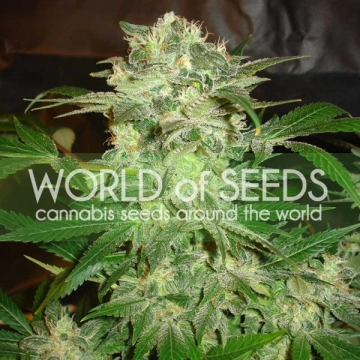 Mazar Kush Feminized cannabis flower bud by World of Seeds