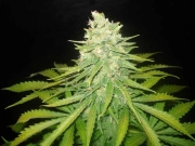 Mazar x Great White Shark Feminized cannabis flower bud by World of Seeds