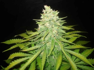 Mazar x Great White Shark Feminized cannabis flower bud by World of Seeds
