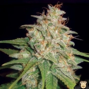 Mazar x White Rhino Feminized cannabis flower bud by World of Seeds