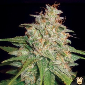 Mazar x White Rhino Feminized cannabis flower bud by World of Seeds