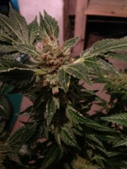 New york 47 Feminized cannabis flower bud by World of Seeds