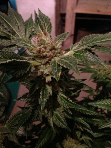 New york 47 Feminized cannabis flower bud by World of Seeds